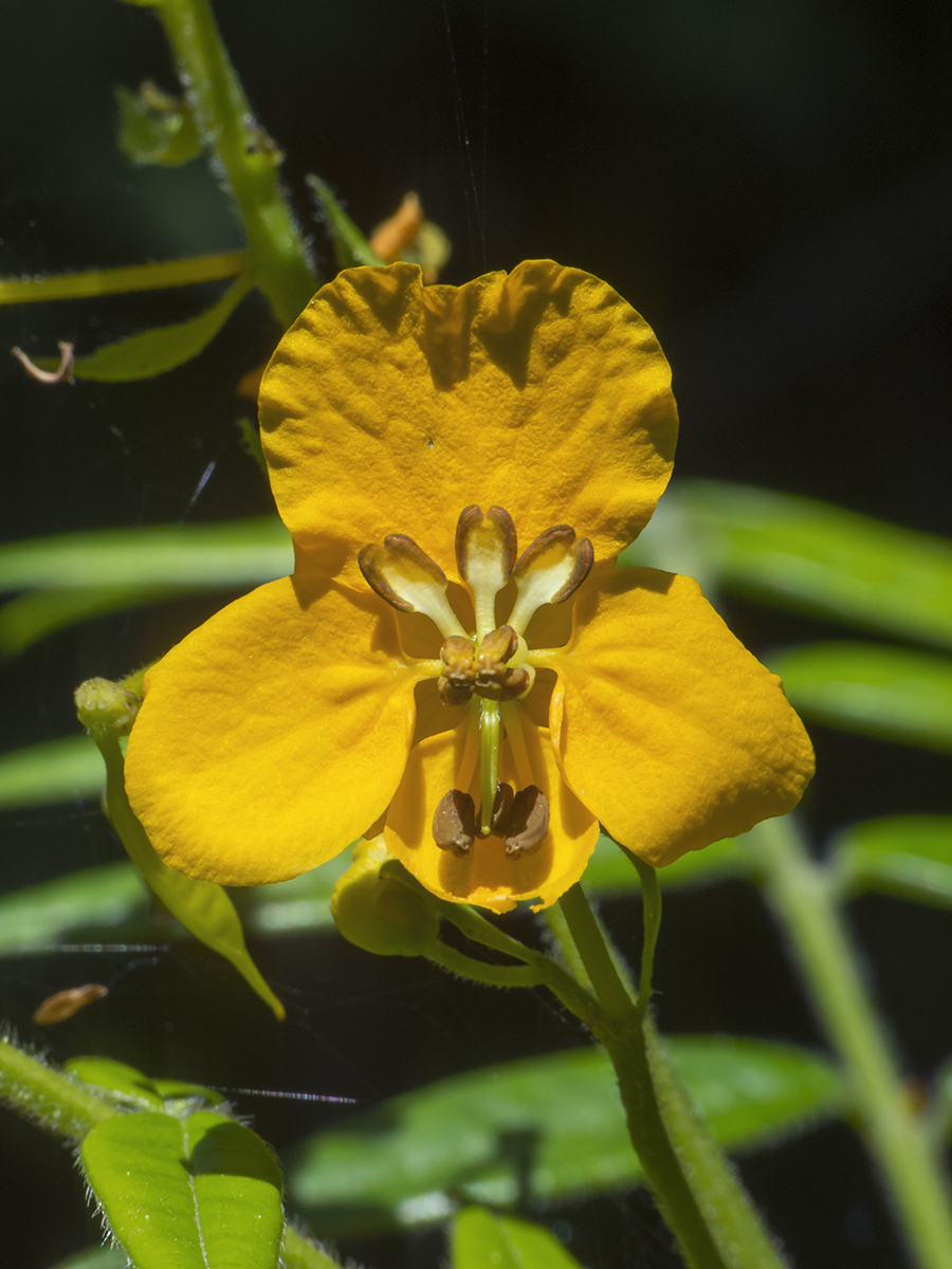 Senna stipulacea