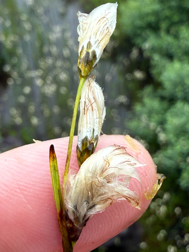 Slender cottongrass (Eriophorum gracile)