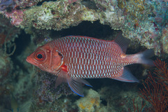 Sargocentron violaceum