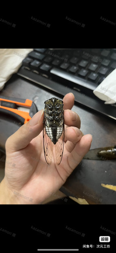 Cryptotympana recta