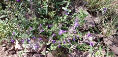 Salvia lycioides