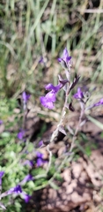 Salvia lycioides