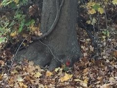 Cardinalis cardinalis