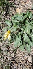 Oenothera brachycarpa