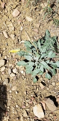Oenothera brachycarpa