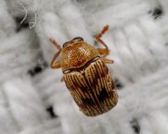 Cryptocephalus implacidus