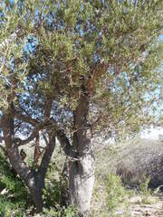 Forchhammeria watsonii