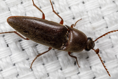Diplostethus texanus