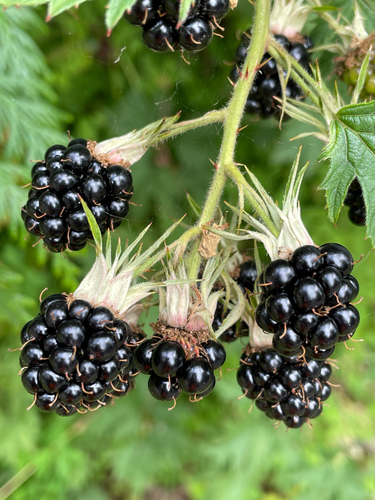 Cutleaf Blackberry
