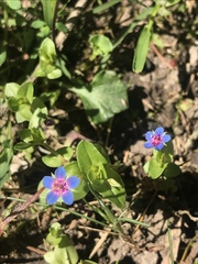 Anagallis