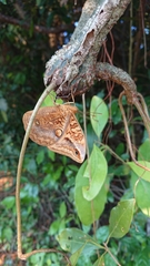 Opsiphanes boisduvallii