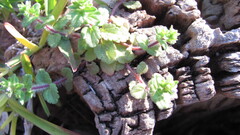 Field Speedwell (Veronica arvensis)