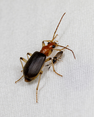 Brachinus adustipennis