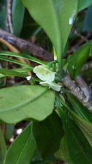 Euphorbia thouarsiana