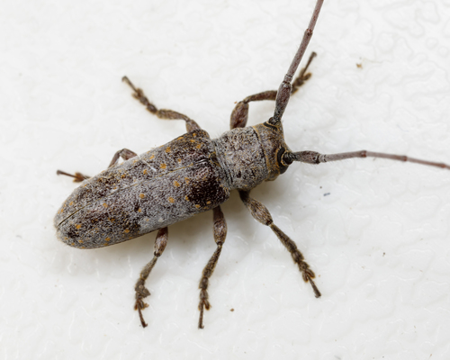 Eastern Twig Girdler photo 2