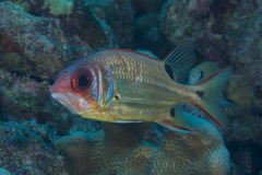 Sargocentron melanospilos