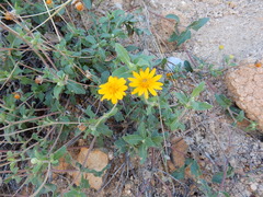 Melampodium sinuatum