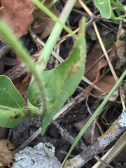 Mirabilis hirsuta