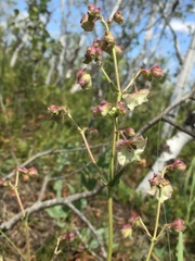 Mirabilis hirsuta