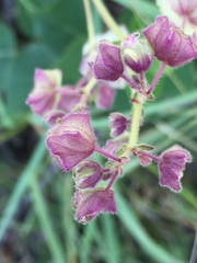 Mirabilis hirsuta