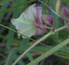 Mirabilis hirsuta