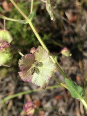 Mirabilis hirsuta