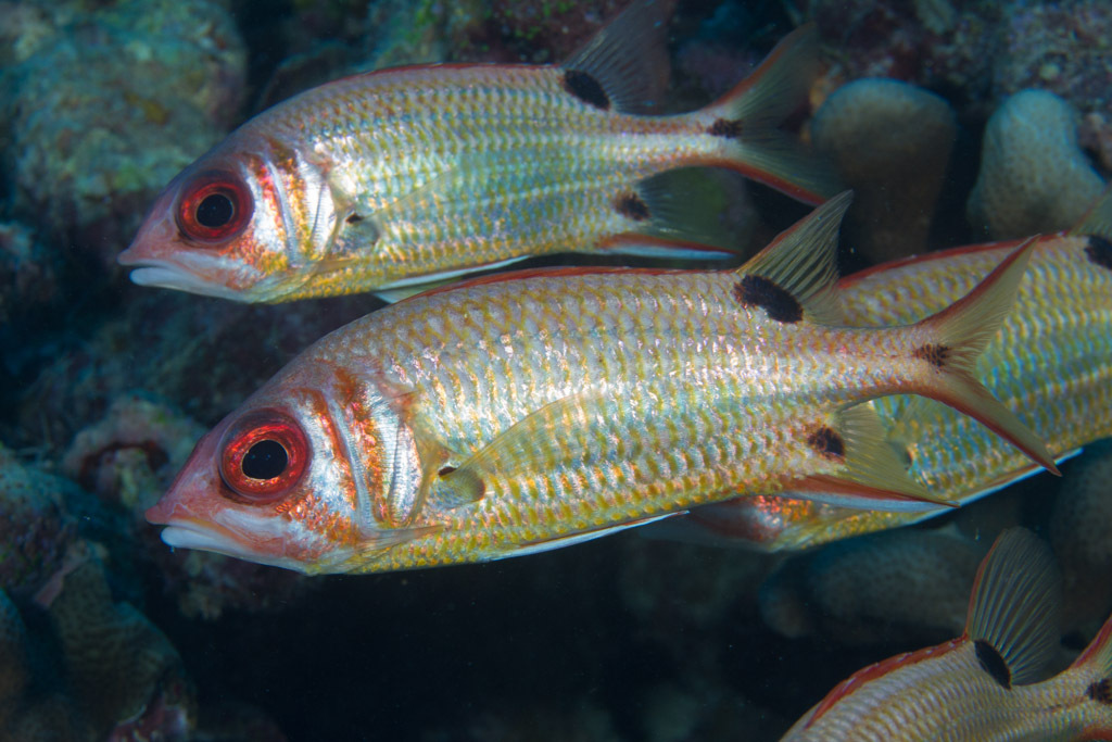 Blackblotch Squirrelfish