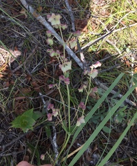 Mirabilis hirsuta