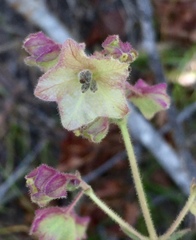 Mirabilis hirsuta