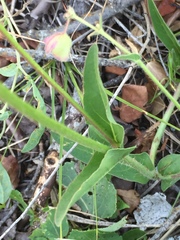Mirabilis hirsuta