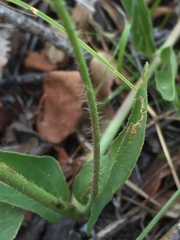 Mirabilis hirsuta