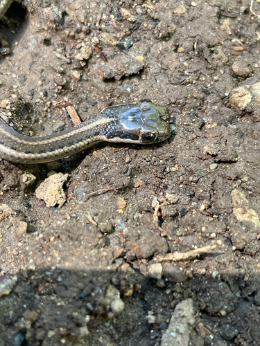 Northwestern Garter Snake photographed in Washington