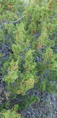 Juniperus pinchotii