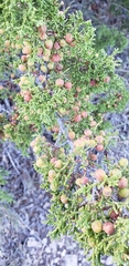 Juniperus pinchotii