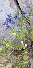 Salvia lycioides
