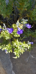 Salvia lycioides