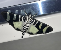 Lypotigris reginalis