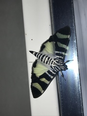 Lypotigris reginalis