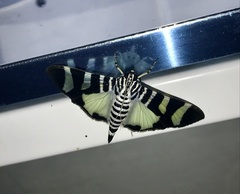 Lypotigris reginalis