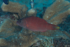 Oxycheilinus digramma