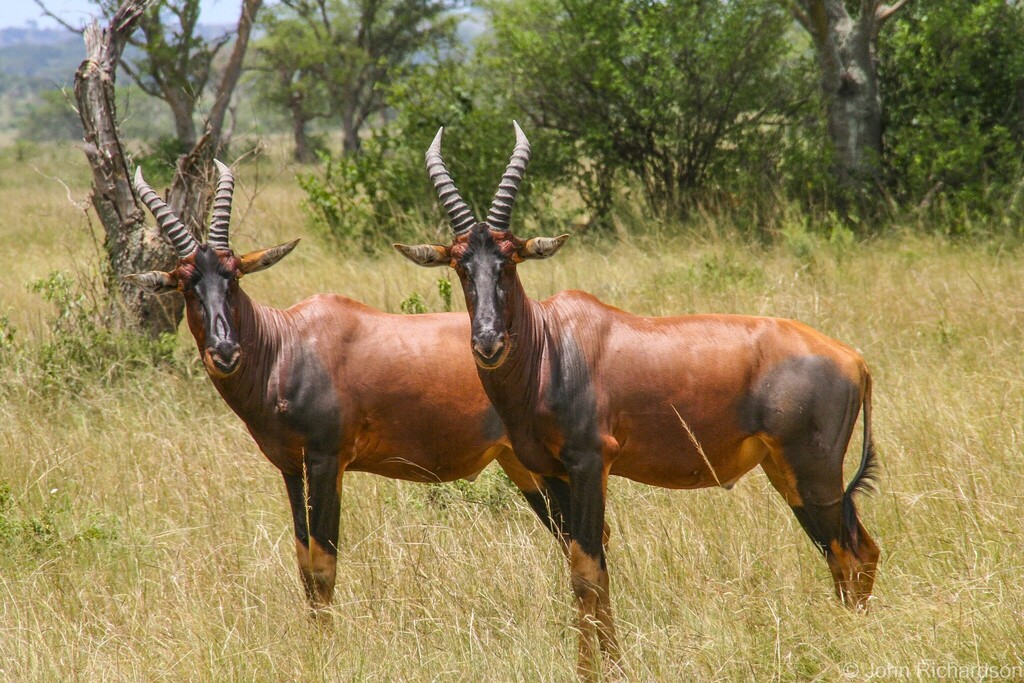 Damaliscus lunatus jimela, Katunguru Queen Elizabeth National Park, Katunguru, Uganda, by Jeanne Benioff