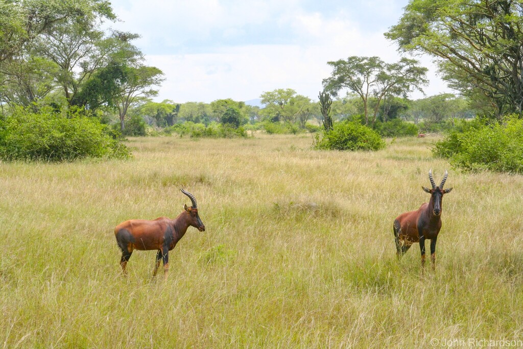 Damaliscus lunatus jimela, Katunguru Queen Elizabeth National Park, Katunguru, Uganda, by Jeanne Benioff