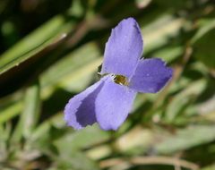 Gentianopsis simplex