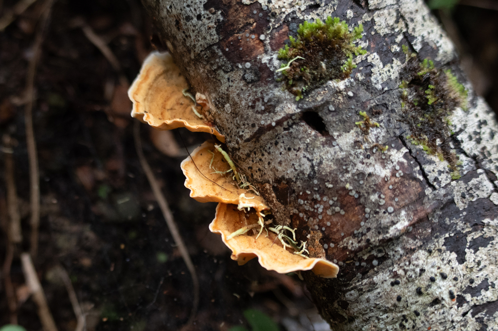 Stereum ostrea · August 2025 · photo: © lobotaniser (iNaturalist, cc-by-nc)