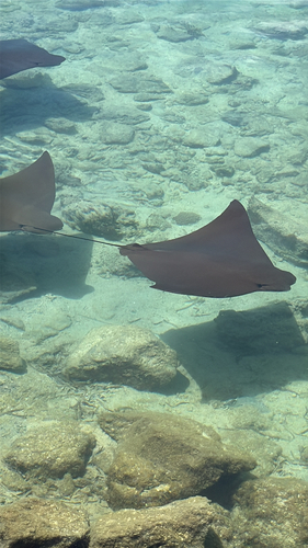 Cownose ray (Rhinoptera javanica) — Myliobatidae