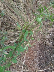 Metastelma barbigerum