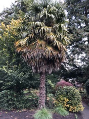 Trachycarpus