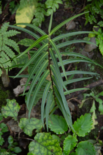 Wairoa Koromiko (Veronica tairawhiti)