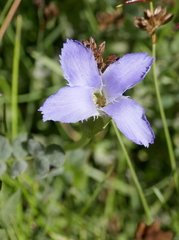 Gentianopsis simplex
