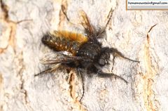 Grypoctonus